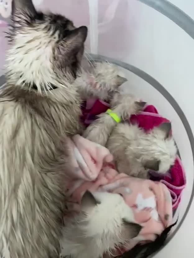 Ragdoll cats for sale: beautiful Ragdoll Cats looking for lovely families - Video 2