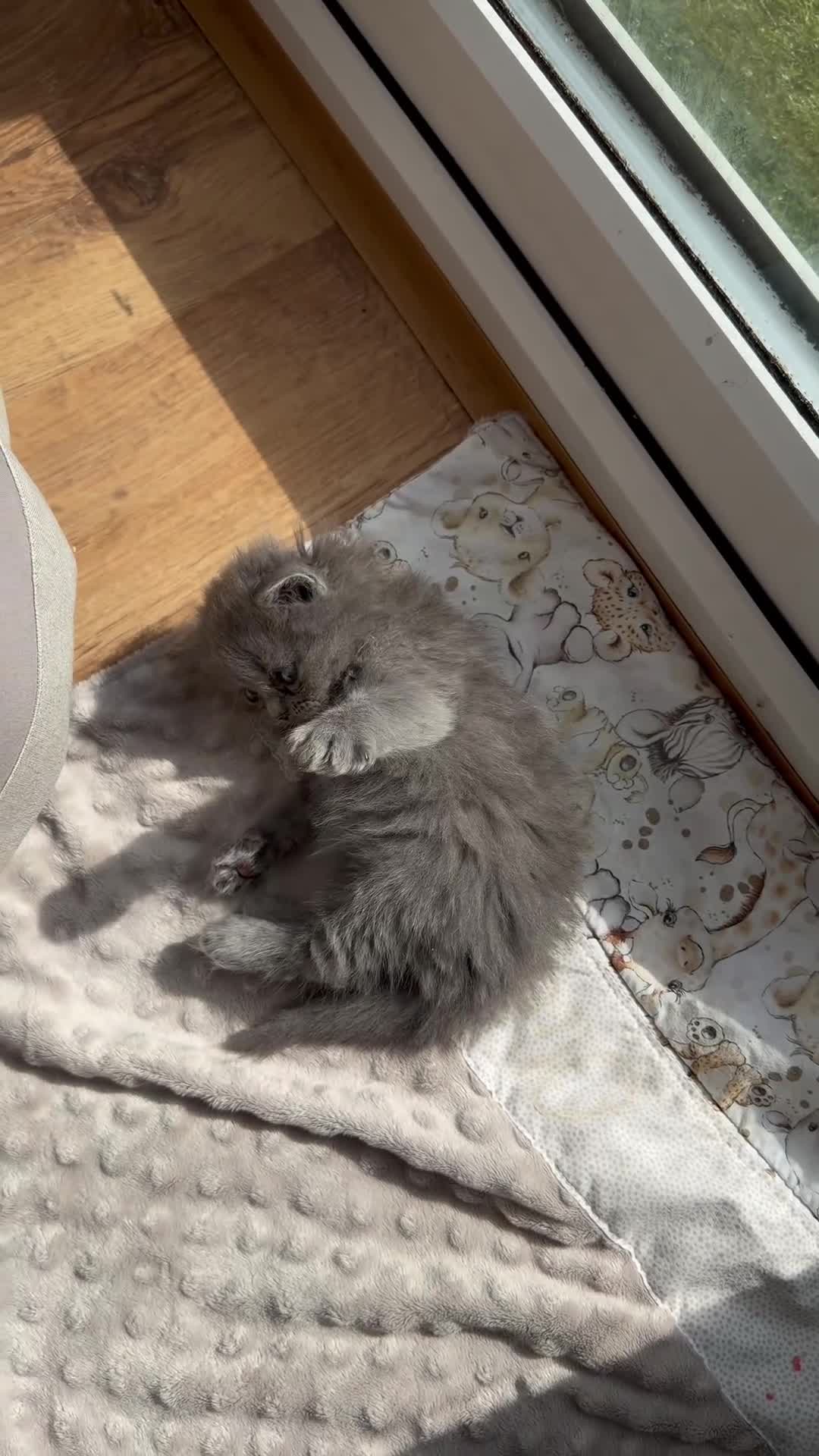 British Longhair cats for sale: Stunning Blue BritishLonghair Kittens  - Video 1