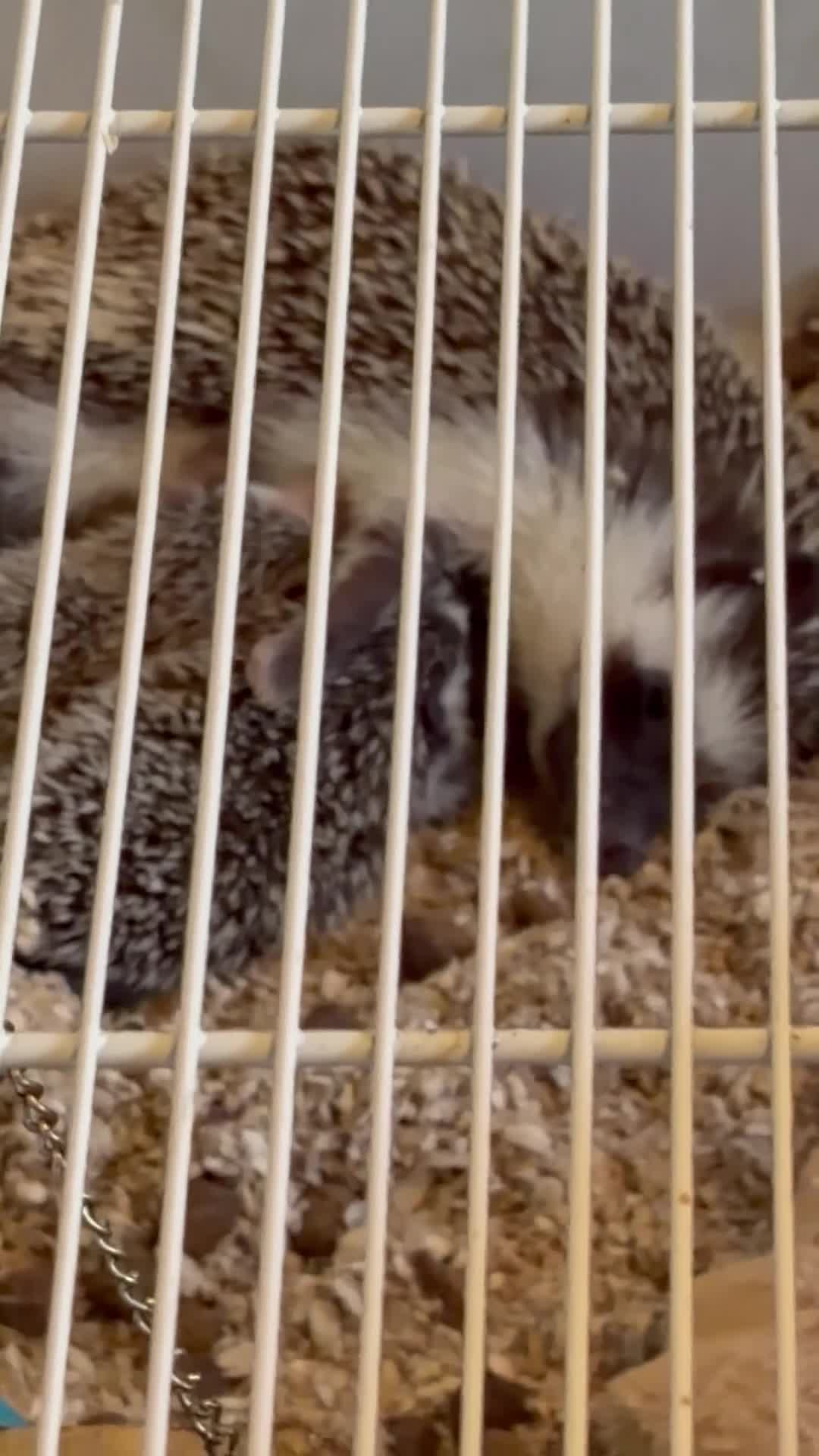 Pygmy Hedgehog rodents for sale: Breeding Pair Pygmy Hedgehogs Emergency Rehoming - Video 1