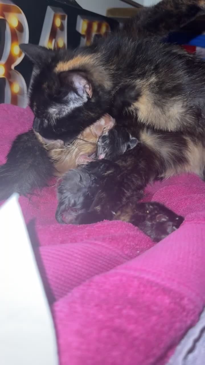 Mixed Breed cats for sale: 2 beautiful kittens  - Video 1