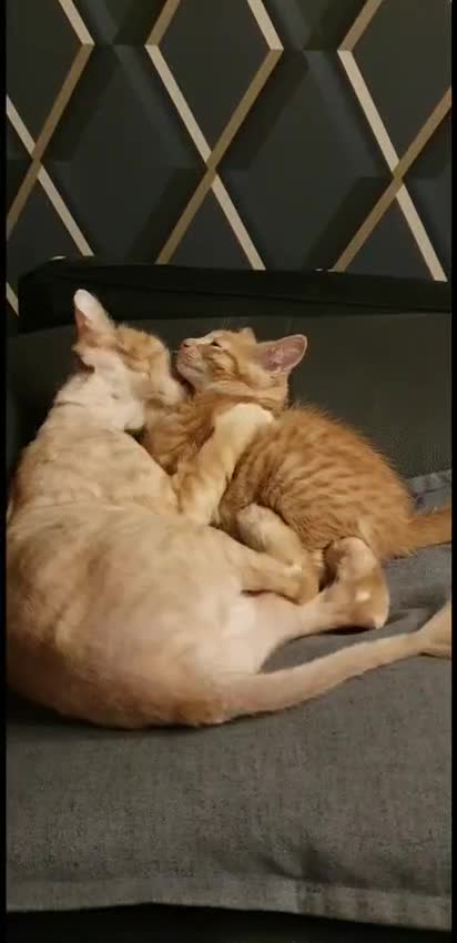 Mixed Breed cats for sale: Ginger Male kitten  - Video 1