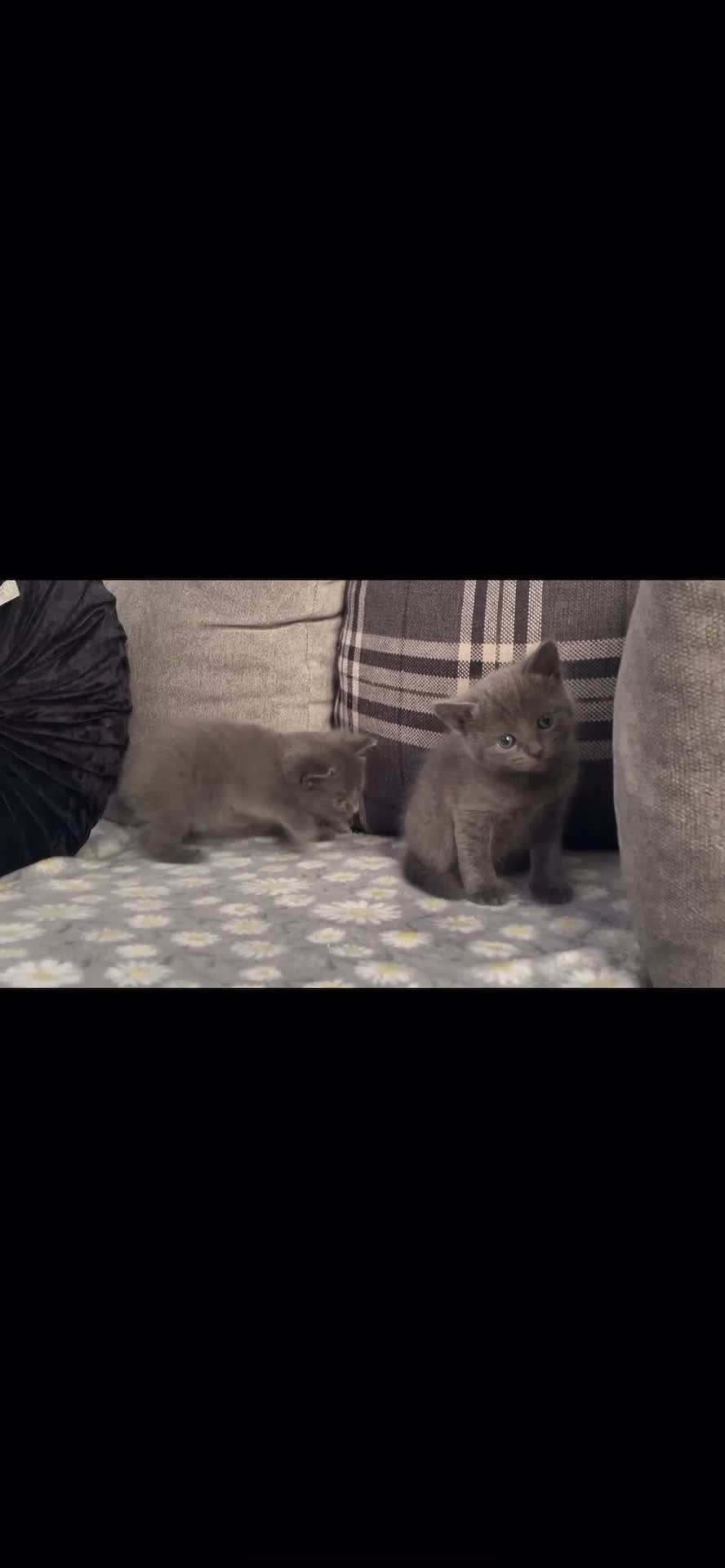 Russian Blue cats for sale: Russian X blue kittens  - Video 2