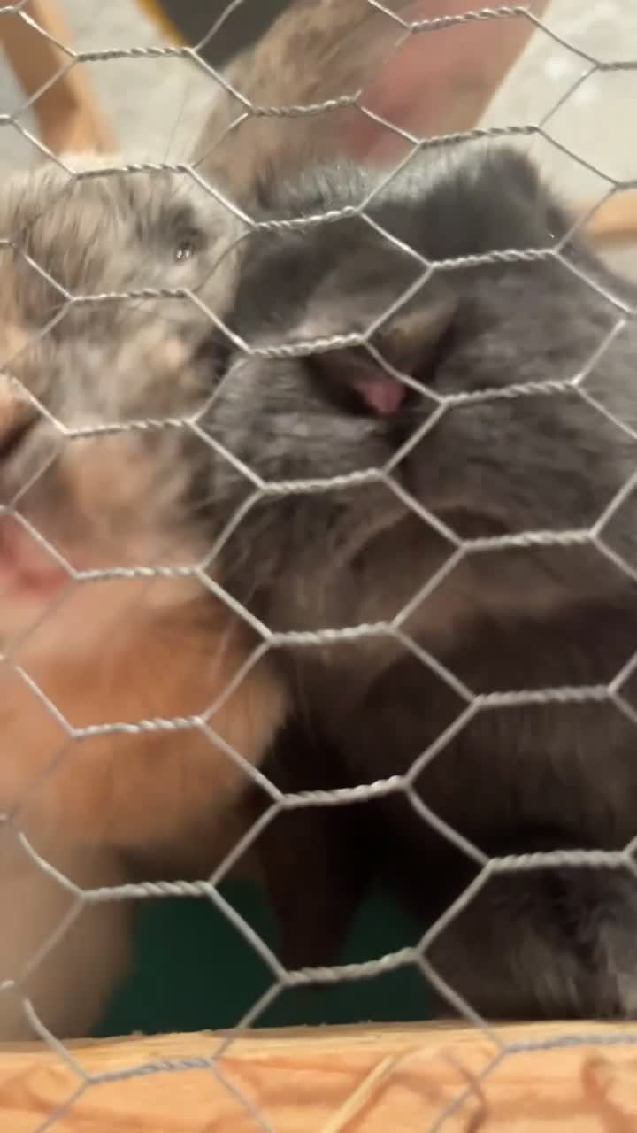 Mixed Breed rabbits for sale: bonded female rabbits  in Birmingham - Video 1