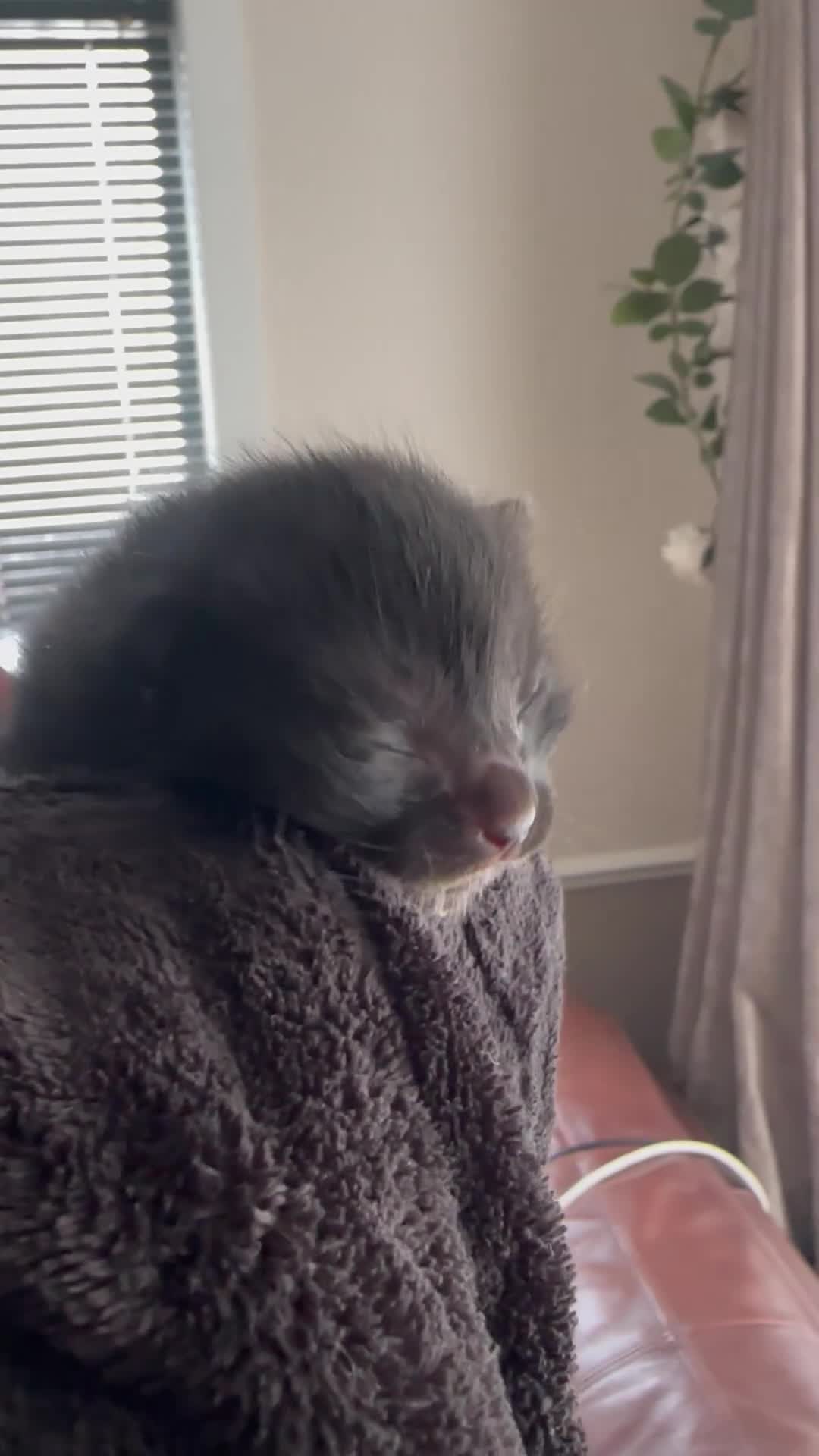 Bengal cats for sale: Bengal Kittens – Well Socialised & Healthy - Video 4