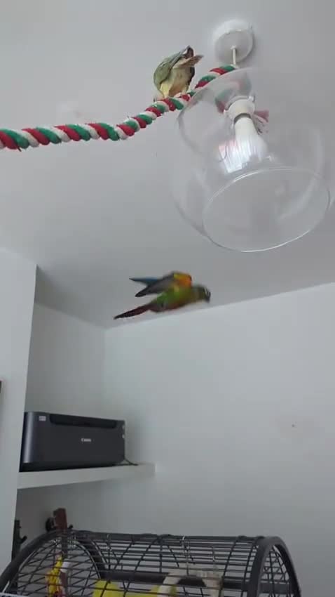 Conures birds for sale: Loving 5-Month old Green Cheek Conure (Pippin) - Video 1