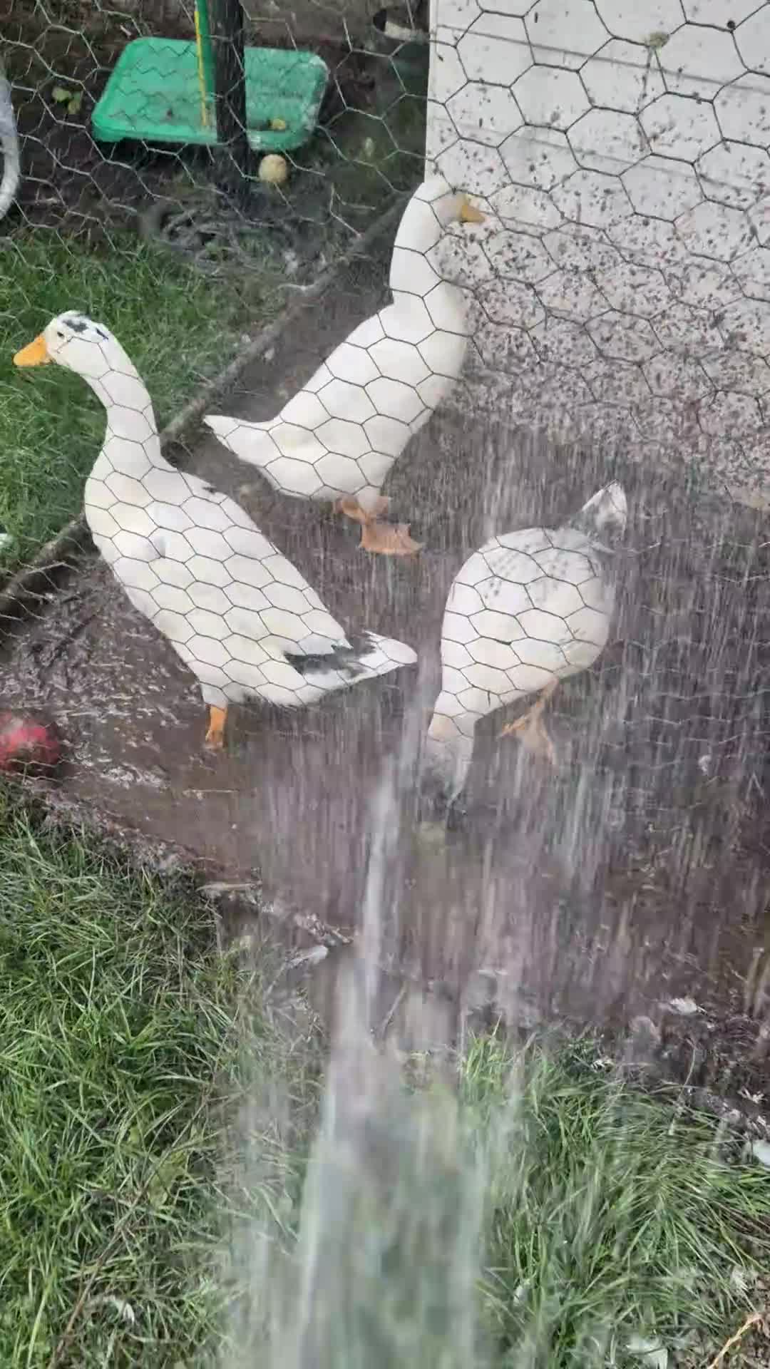Ducks poultry for sale: Runner cross ducks unsexed  - Video 1