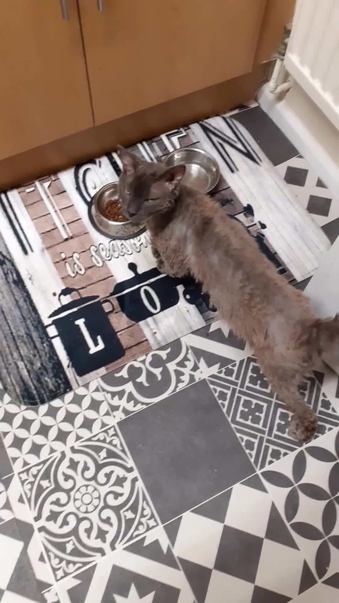 Devon Rex cats for sale: Devon rex - Video 2