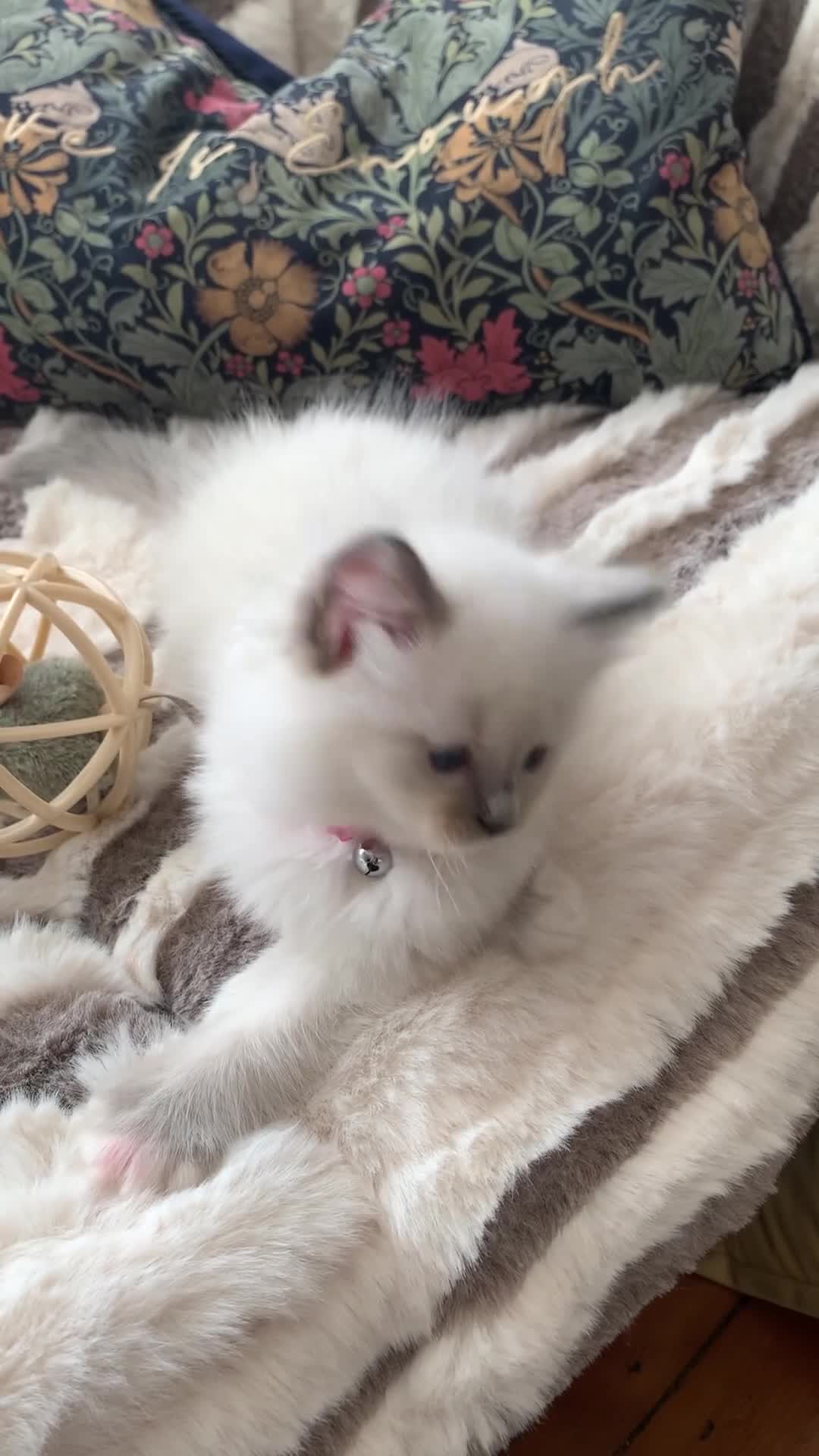 Ragdoll cats for sale: Gccf Anne Baker lines champion Ragdoll kittens  - Video 1