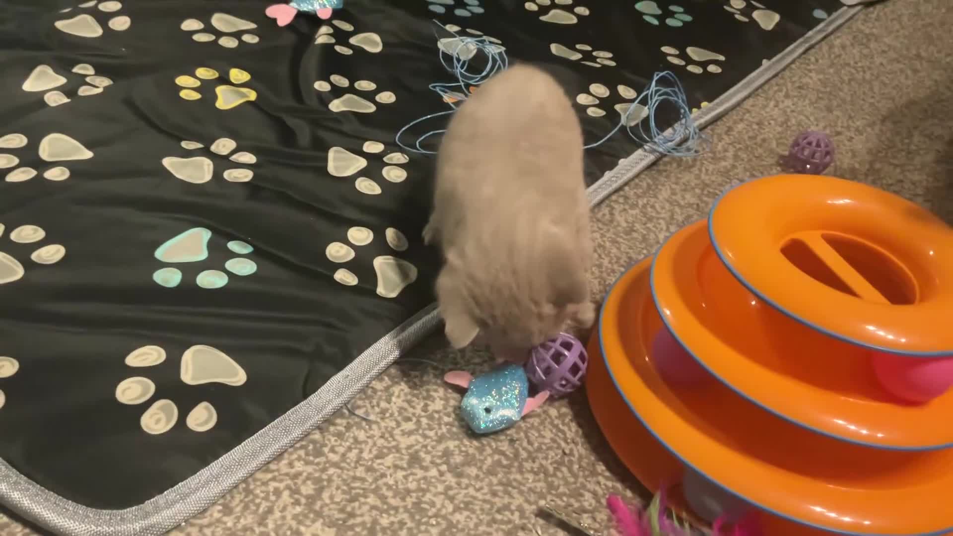 British Shorthair cats for sale: GCCF British Shorthair Lilac Kittens-Champion Line in Watford - Video 1