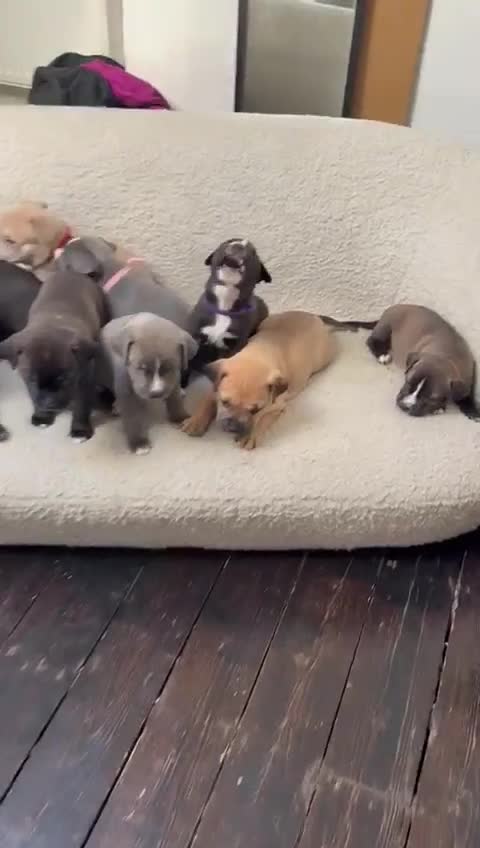 Mixed Breed dogs for sale: Beautiful mix staffy available  - Video 2