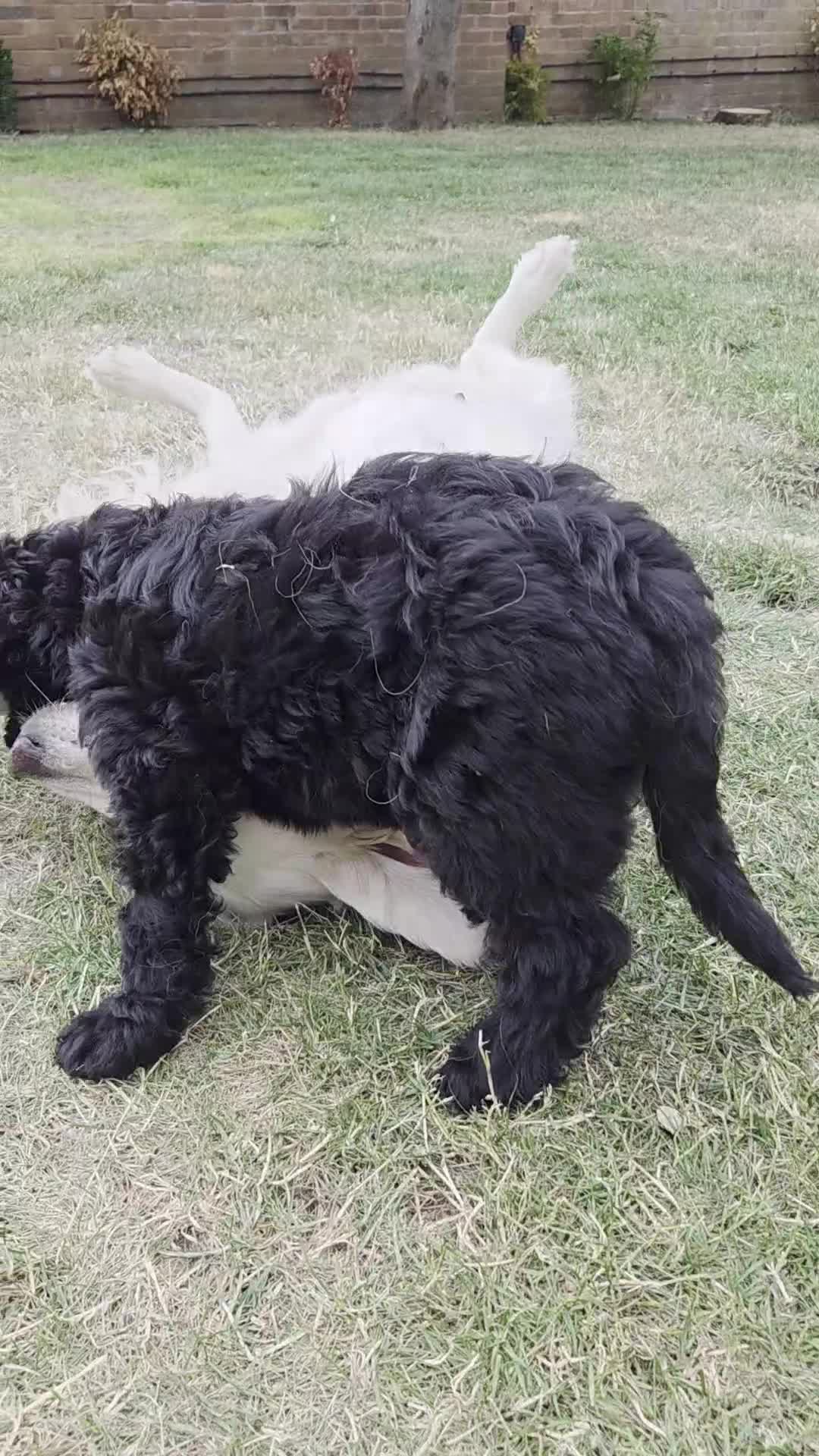 Goldendoodle dogs for sale: 🐾 One Boy Left.. Adorable F1 Goldendoodles 🐾  in High Wycombe - Video 1