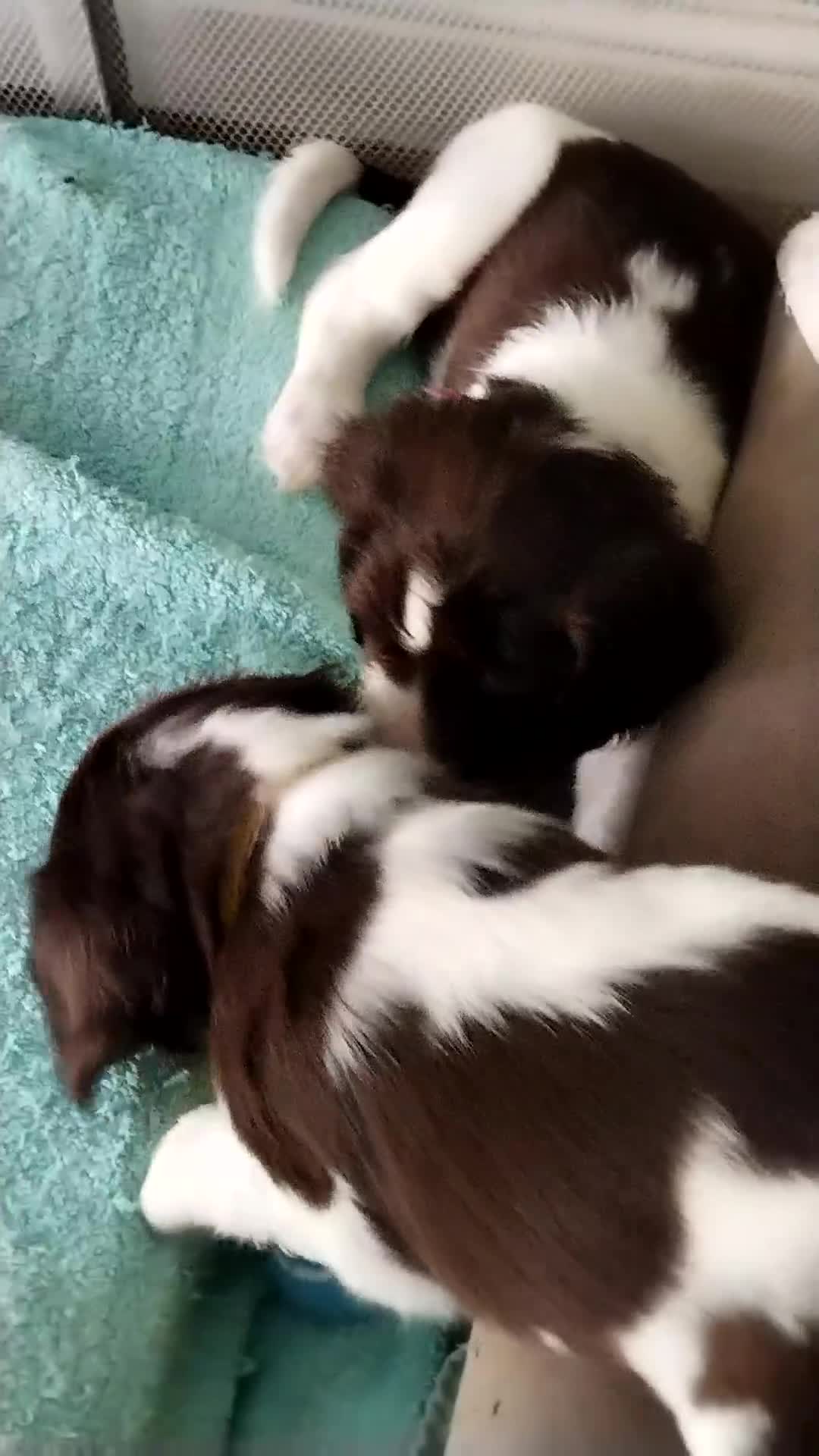 English Springer Spaniel dogs for sale: ESS girl puppies  - Video 3