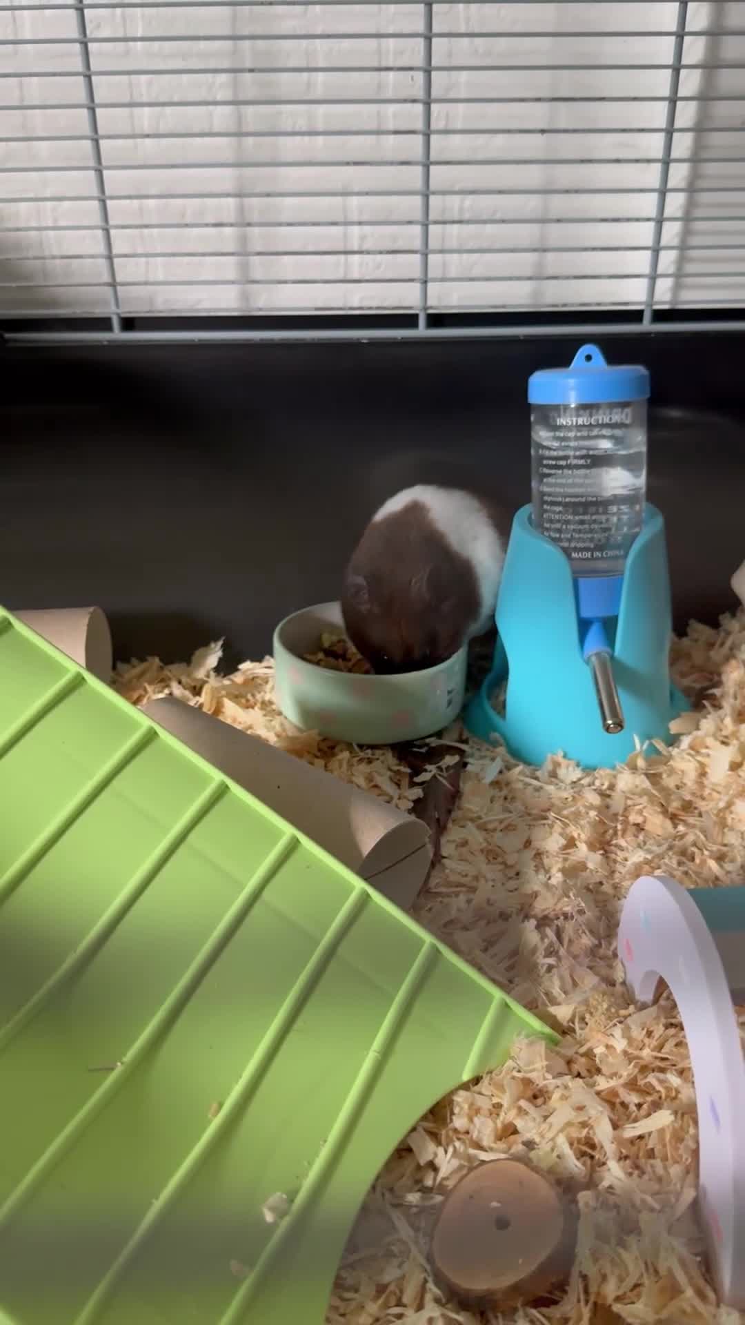 Hamster rodents for sale: Friendly male Syrian & brand new Savic plaza cage - Video 1