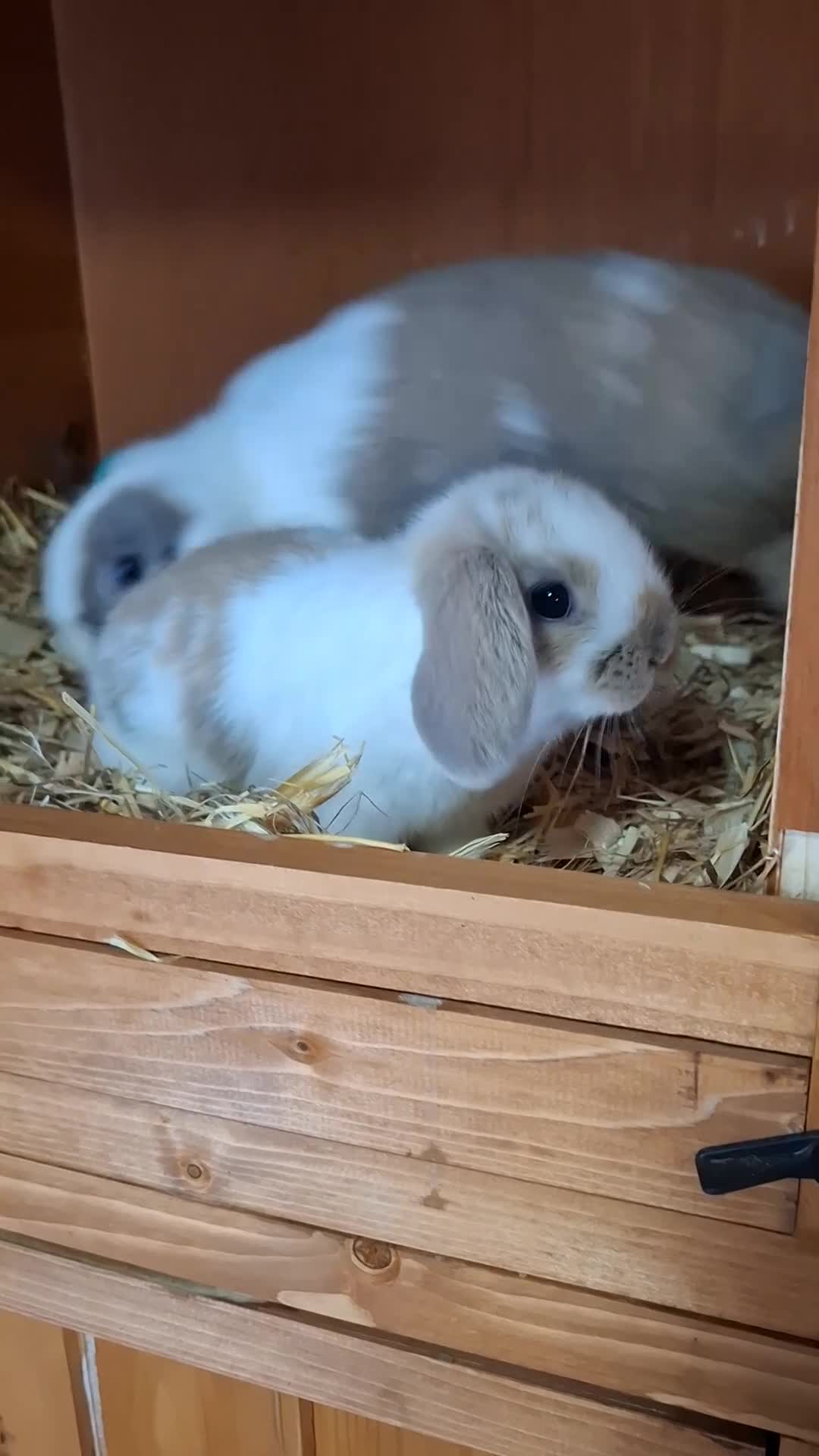 Mini Lop rabbits for sale: Mini lop bunnies  in Weston-super-Mare - Video 1