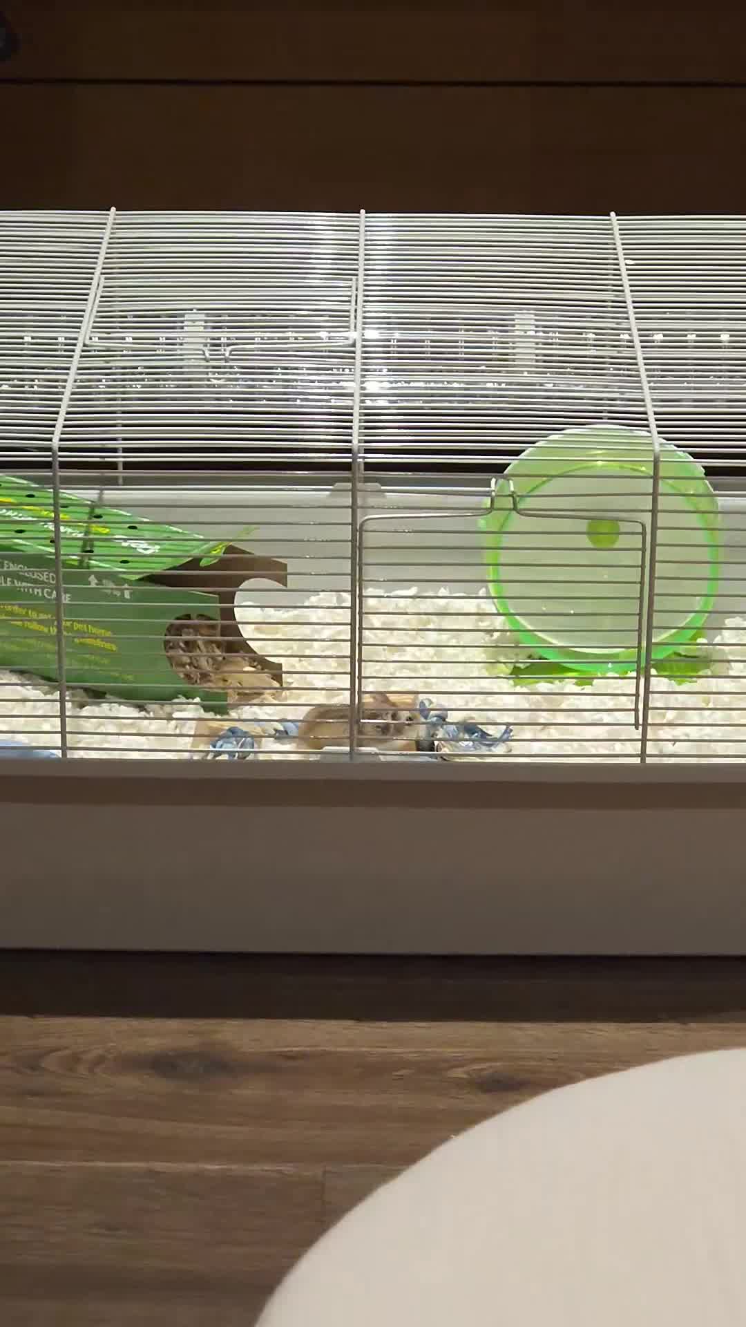 Hamster rodents for sale: Hamster & Full Setup for Sale - Video 1