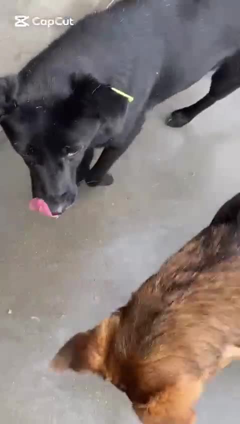 Mixed Breed dogs for adoption: Pitch & Peggy, 5 yrs. Available for adoption. - Video 1