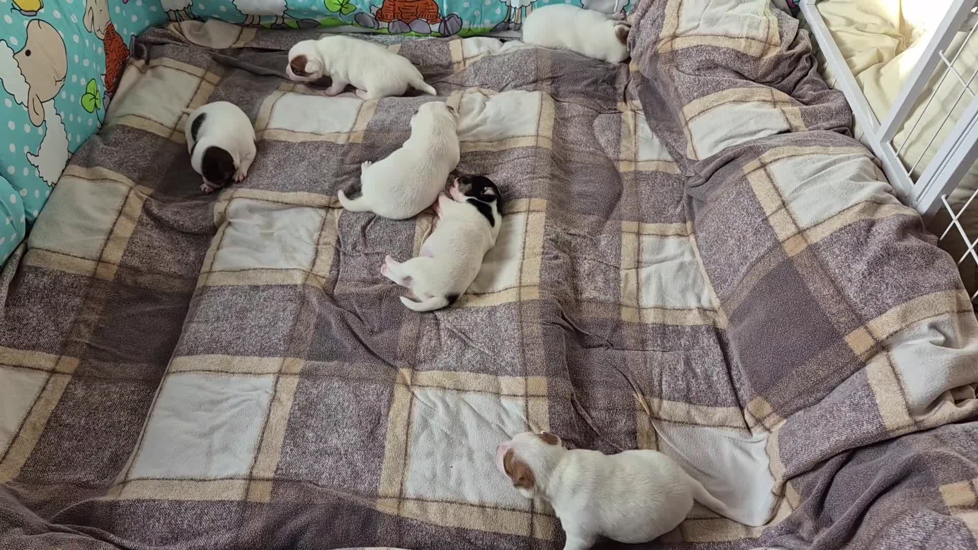 Mixed Breed dogs for sale: Beautiful Chihuahua x Jack Russell Puppies  - Video 1