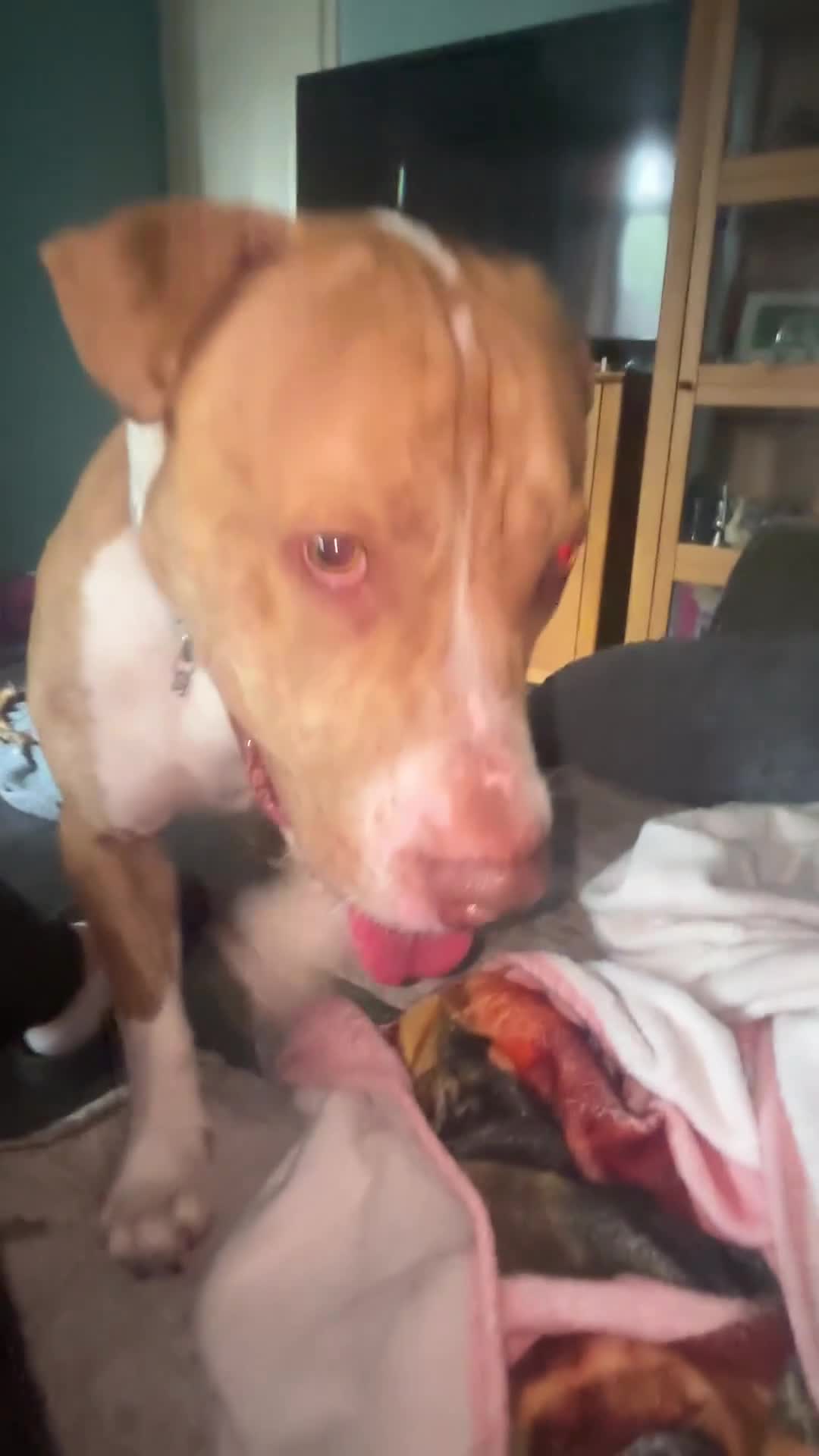 American Bull Staffy dogs for sale: American bull staffy - Video 1