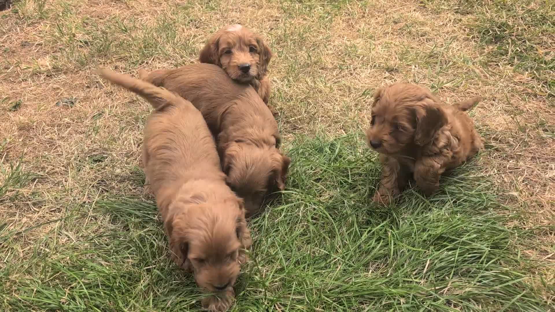 Cockapoo dogs for sale: Licensed breeder, health tested F1 cockapoo pups - Video 1