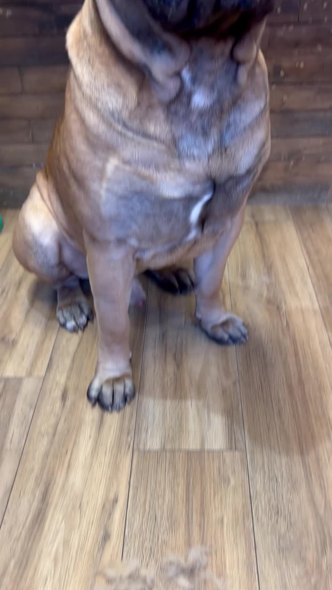 Bullmastiff dogs for stud: BAD MOON KENNELS - Video 1