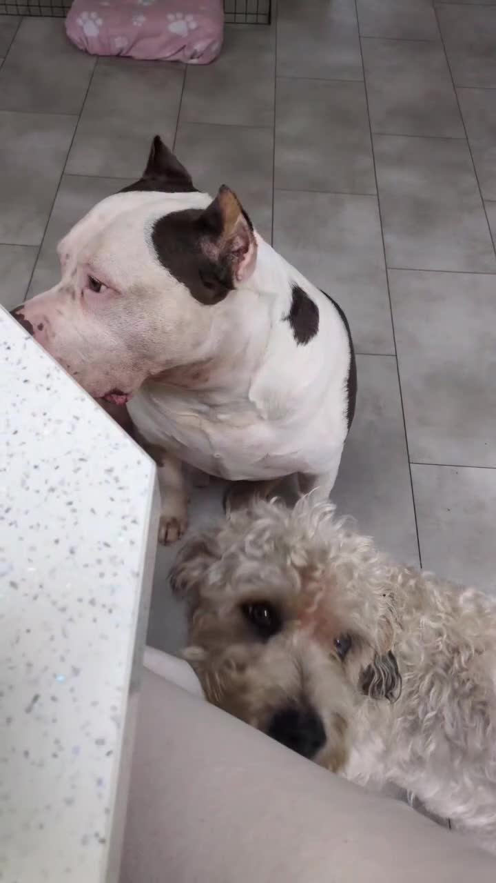 Mixed Breed dogs for sale: 2 loving/energetic pups for rehoming together  - Video 2