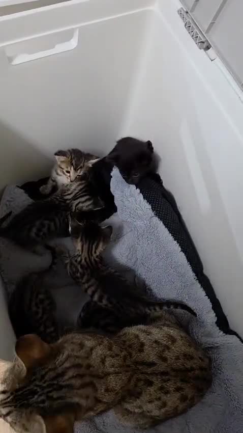 Mixed Breed cats for sale: Stunning Siamese x Bengal Kittens Ready Now - Video 2