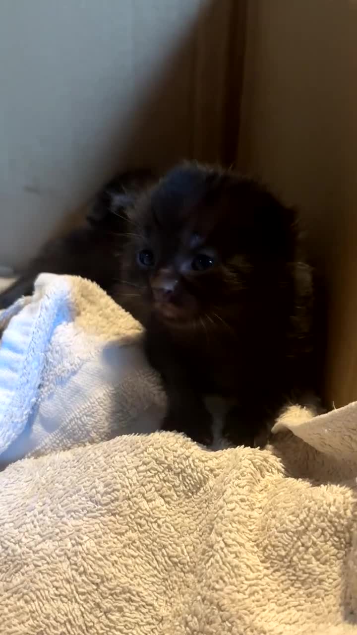 British Longhair cats for sale: 5 beautiful kittens for sale - Video 1