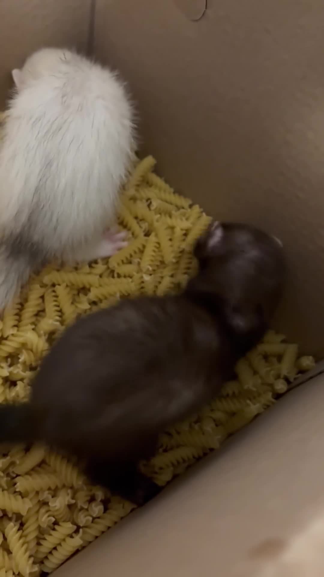 Ferret rodents for sale: Baby ferrets looking for a loving home together:) - Video 1