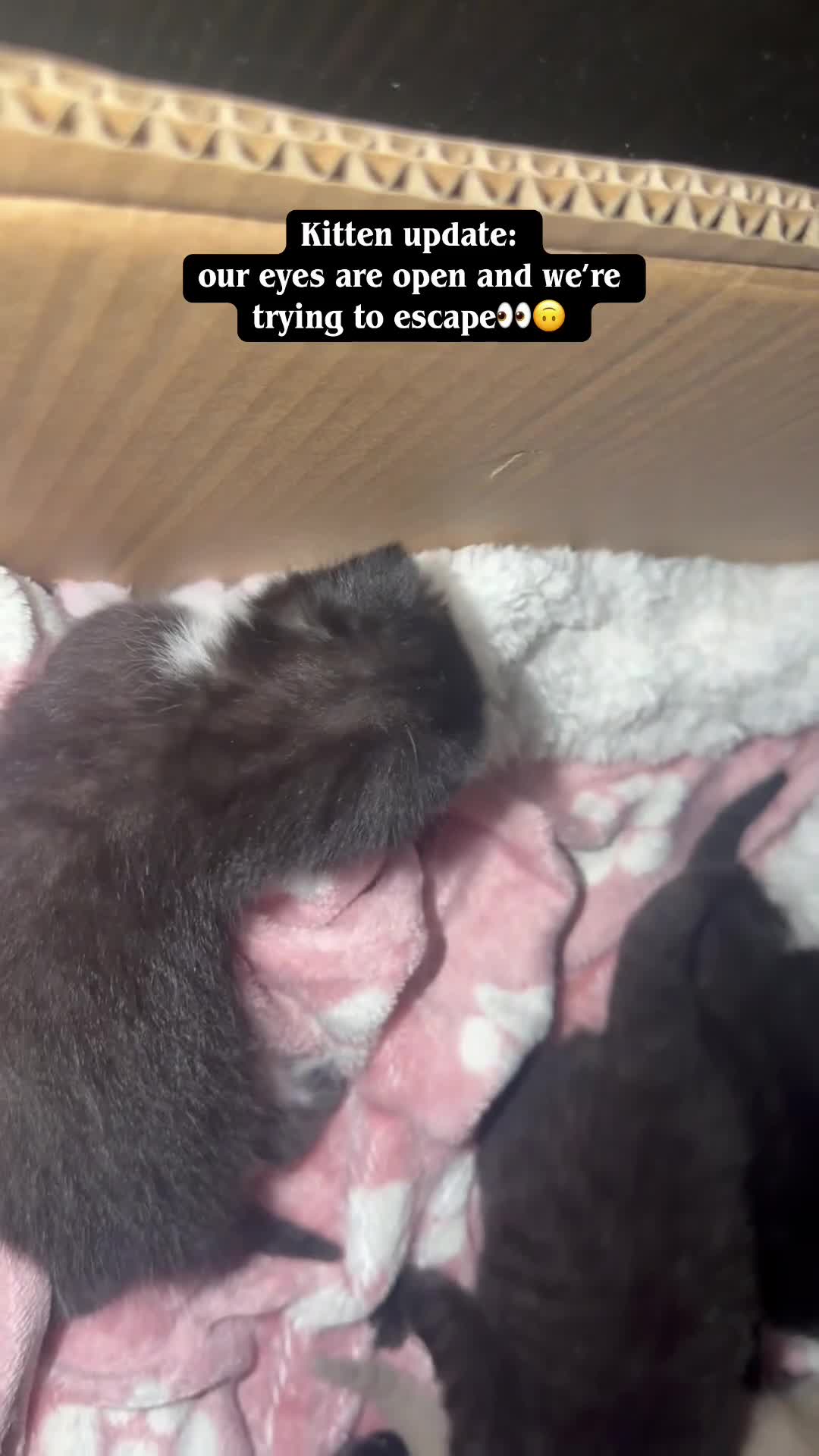 British Shorthair cats for sale: Kittens ready 16/08 in Wells - Video 1