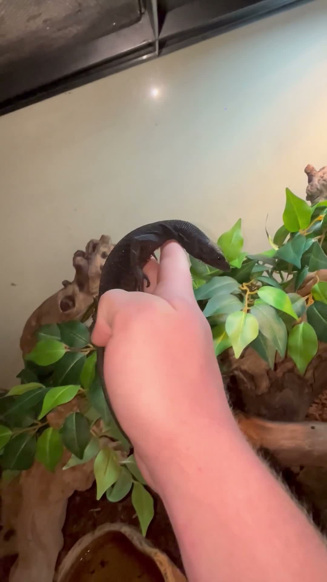 Monitor reptiles for sale: Cb26 black tree monitor  - Video 1