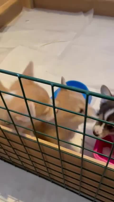 Welsh Corgi Pembroke dogs for sale: SHOW QUALITY Pembroke Welsh Corgi Pups - Video 1