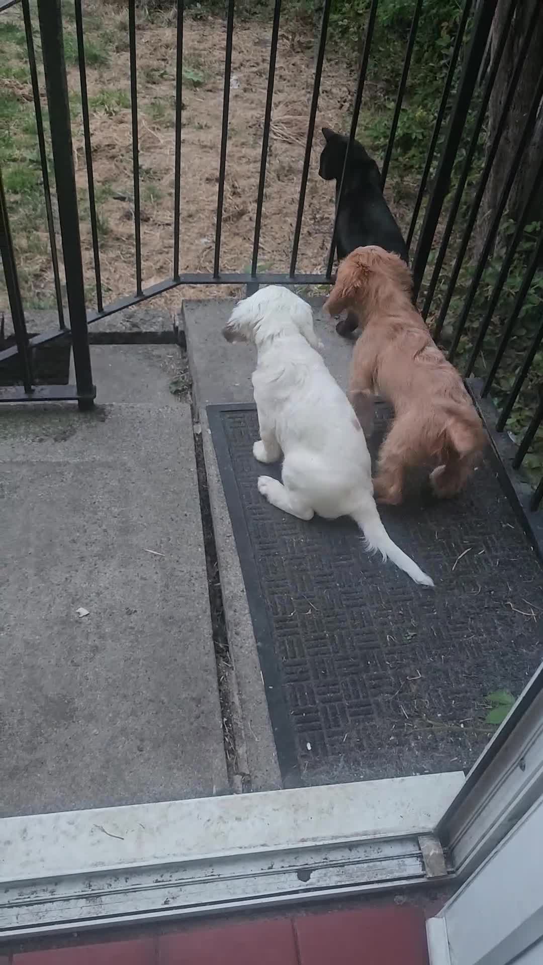 Cockapoo dogs for sale: Three Cockapoo Puppies Ready Now! - Video 1