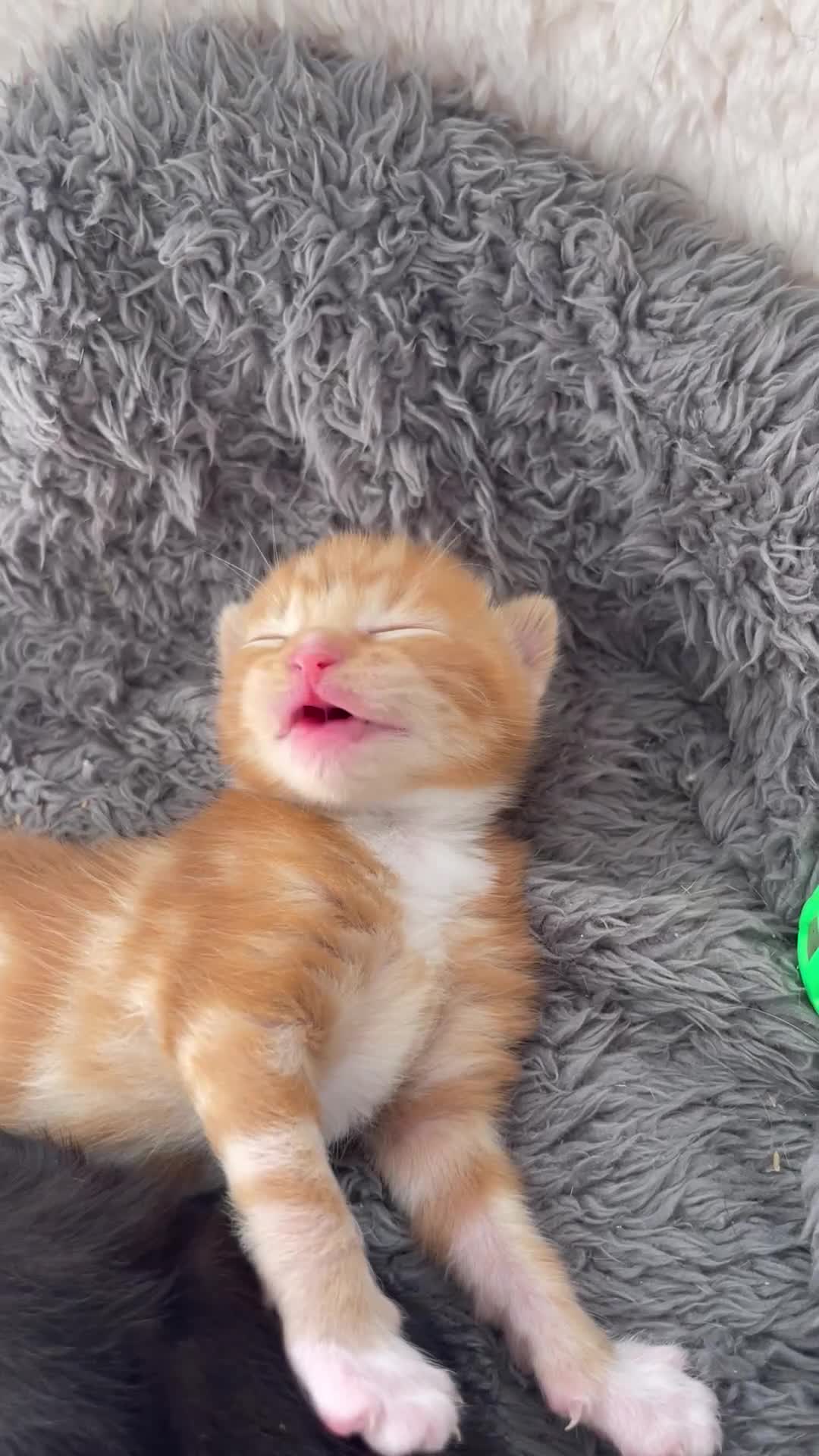 American Shorthair cats for sale: 4 male kittens for sale! - Video 1