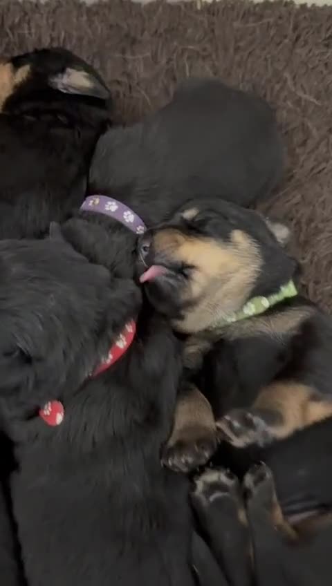 Rottweiler dogs for sale: Stunning chunky Rottweiler puppies - Video 3
