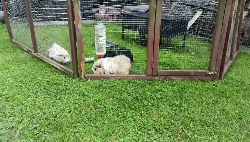 Guinea Pig rodents for sale: 3 Male Guinea pigs - Video 2
