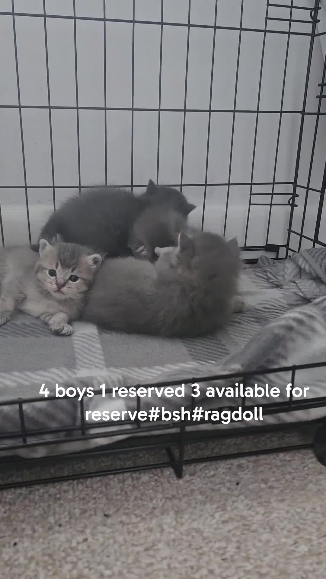 Mixed Breed cats for sale: BSH/RAGDOLL kittens - Video 1