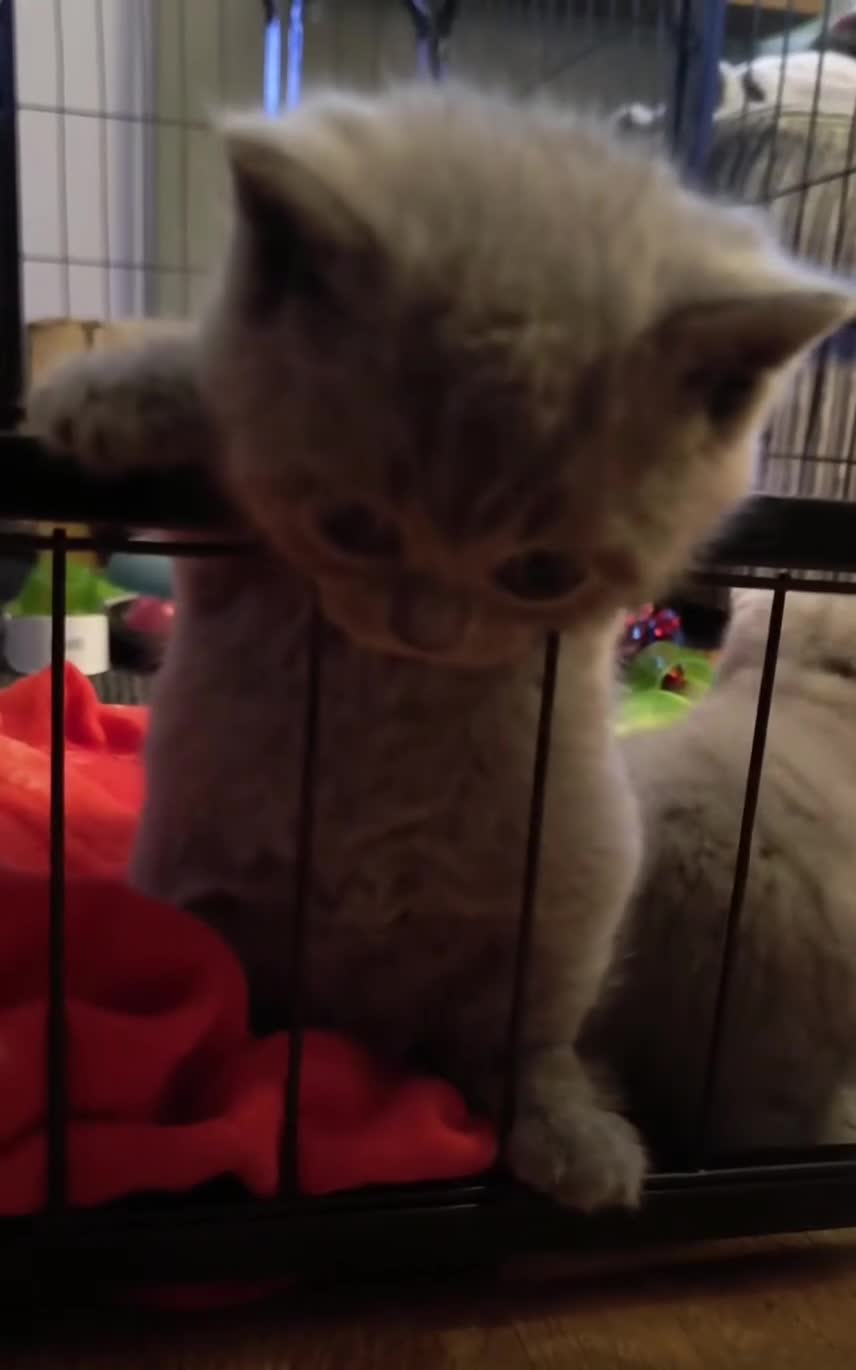 British Shorthair cats for sale: Gorgeous Chunky British Shorthair Kittens. - Video 1