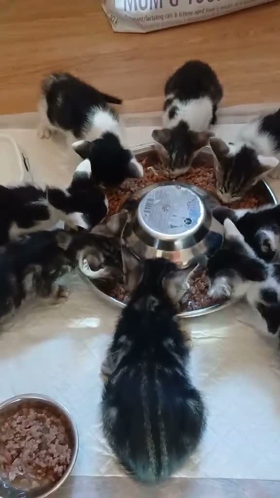 Mixed Breed cats for sale: Siamese x kittens - Video 2