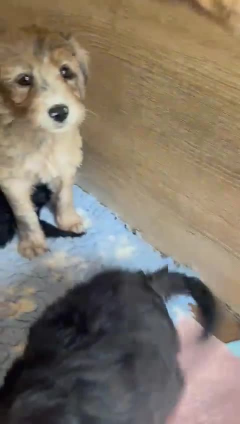 Bordoodle dogs for sale: Bordoodles Raised Right ✨ - Video 2