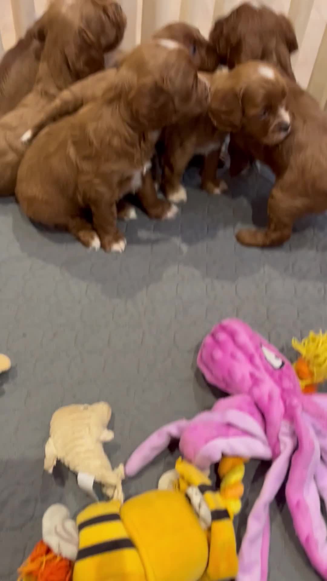 Cavapoo dogs for sale: Merlesque ⭐️⭐️⭐️⭐️⭐️F1 Cavapoos 200 DNA - Video 2