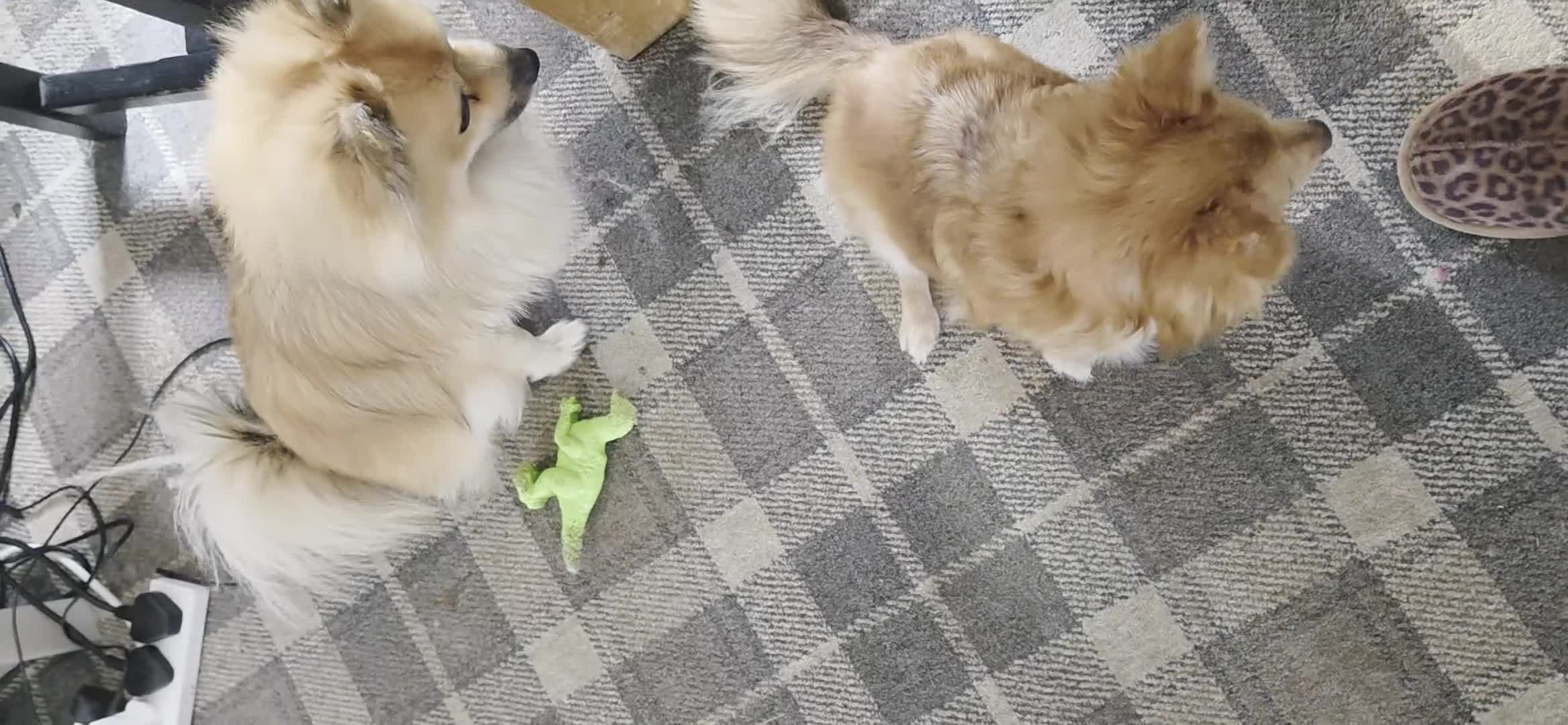 Pomchi dogs for sale: pomchi puppies for sale - Video 1