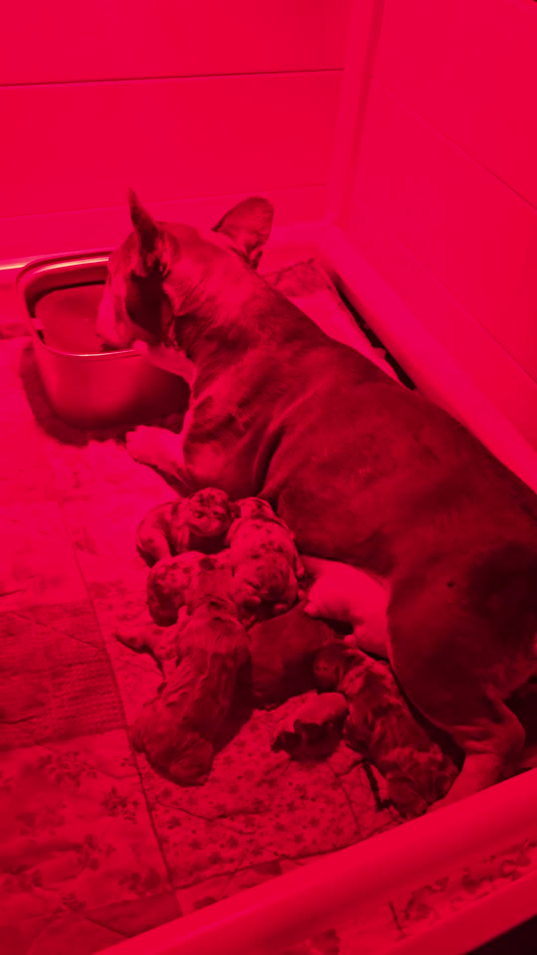 French Bulldog dogs for sale: FRENCH BULLDOG  - Video 3