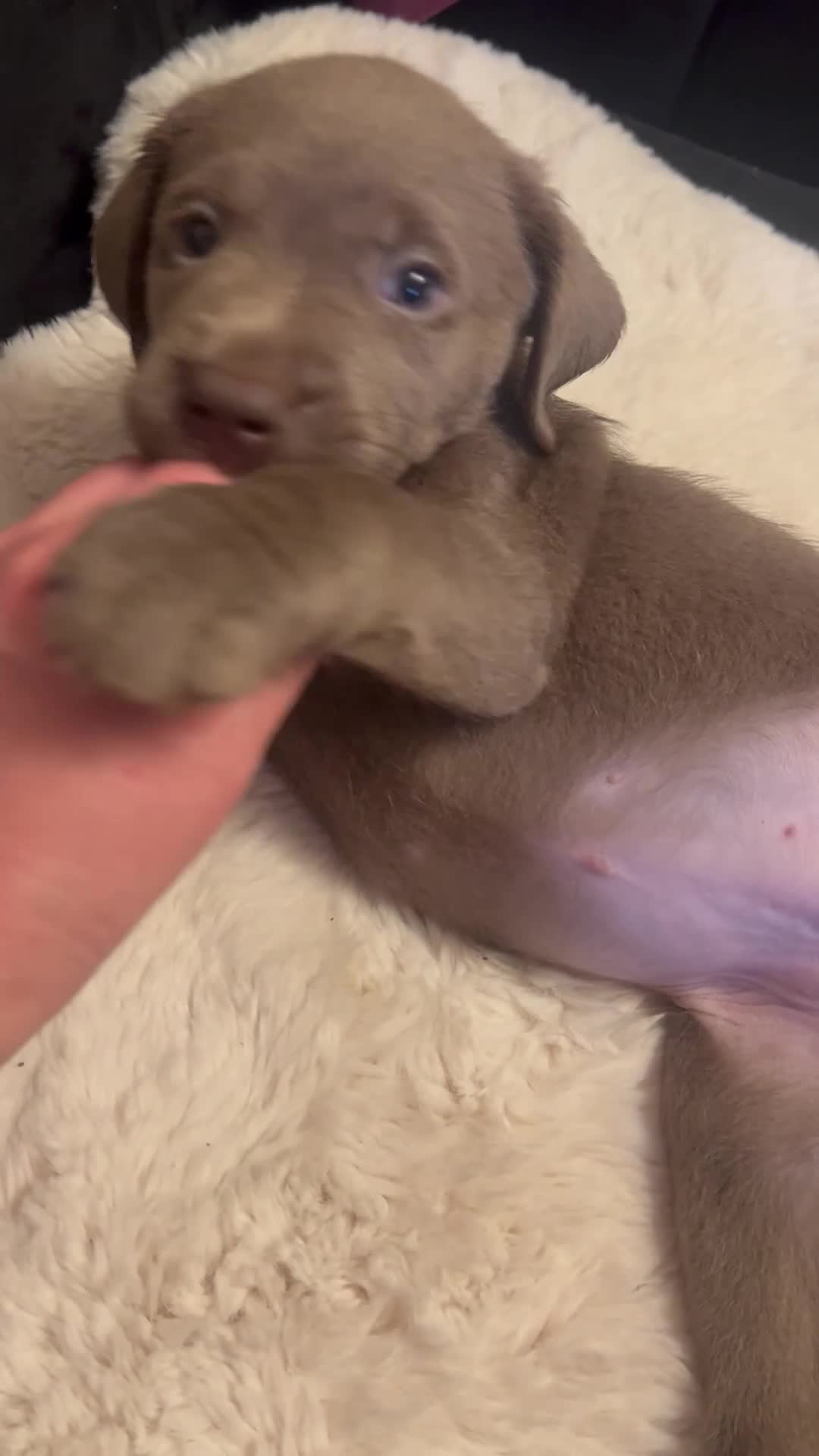 Labrador Retriever dogs for sale:  KC Silver Labrador Retriever ❤️1 girl available  - Video 1