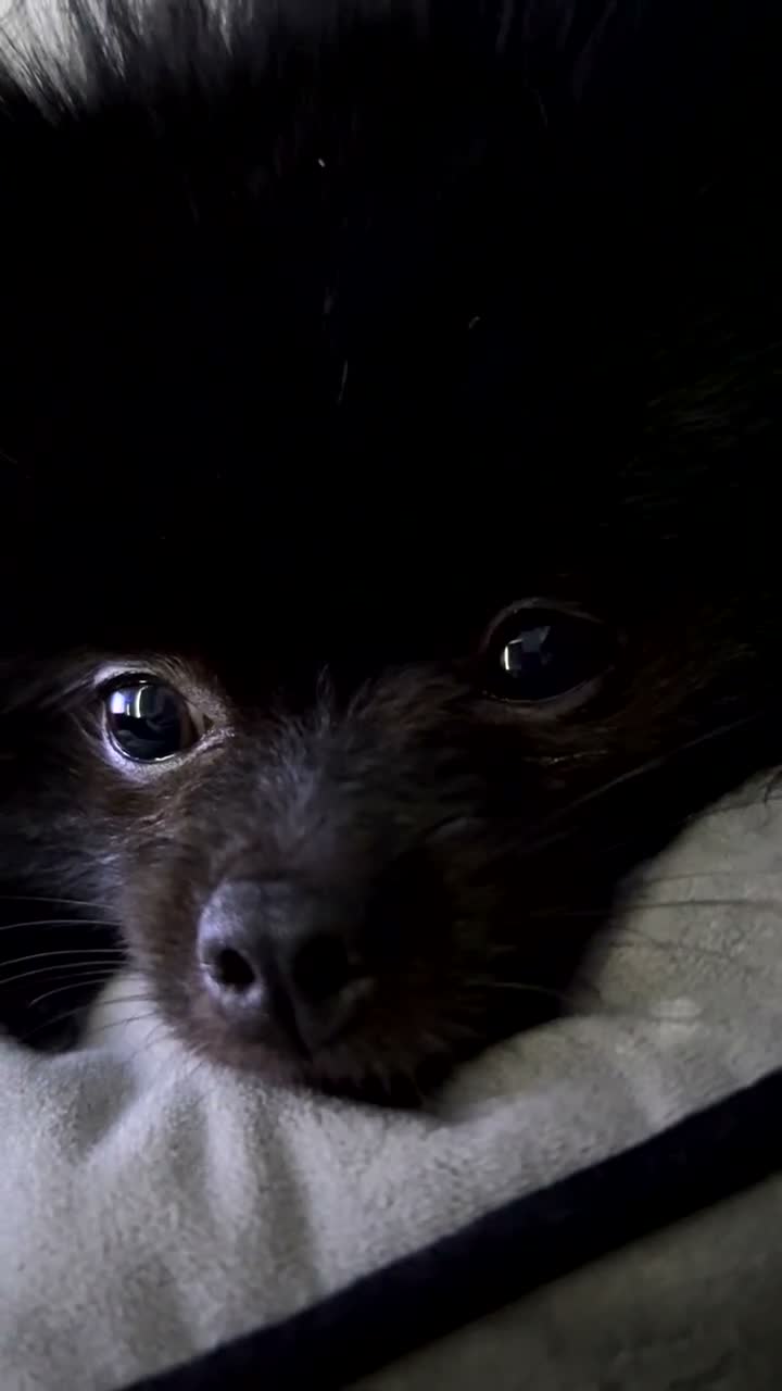 Pomeranian dogs for sale: Male Teddy Pom for rehoming  - Video 3