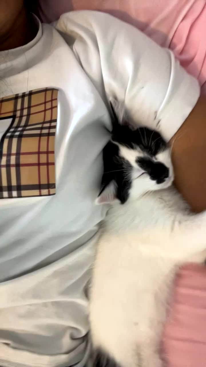Mixed Breed cats for sale: Find them a loving forever home  - Video 1