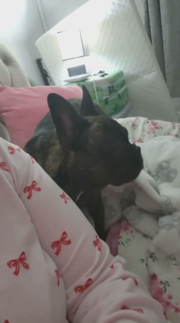 French Bulldog dogs for sale: Beautiful "Pebbles" - Video 1