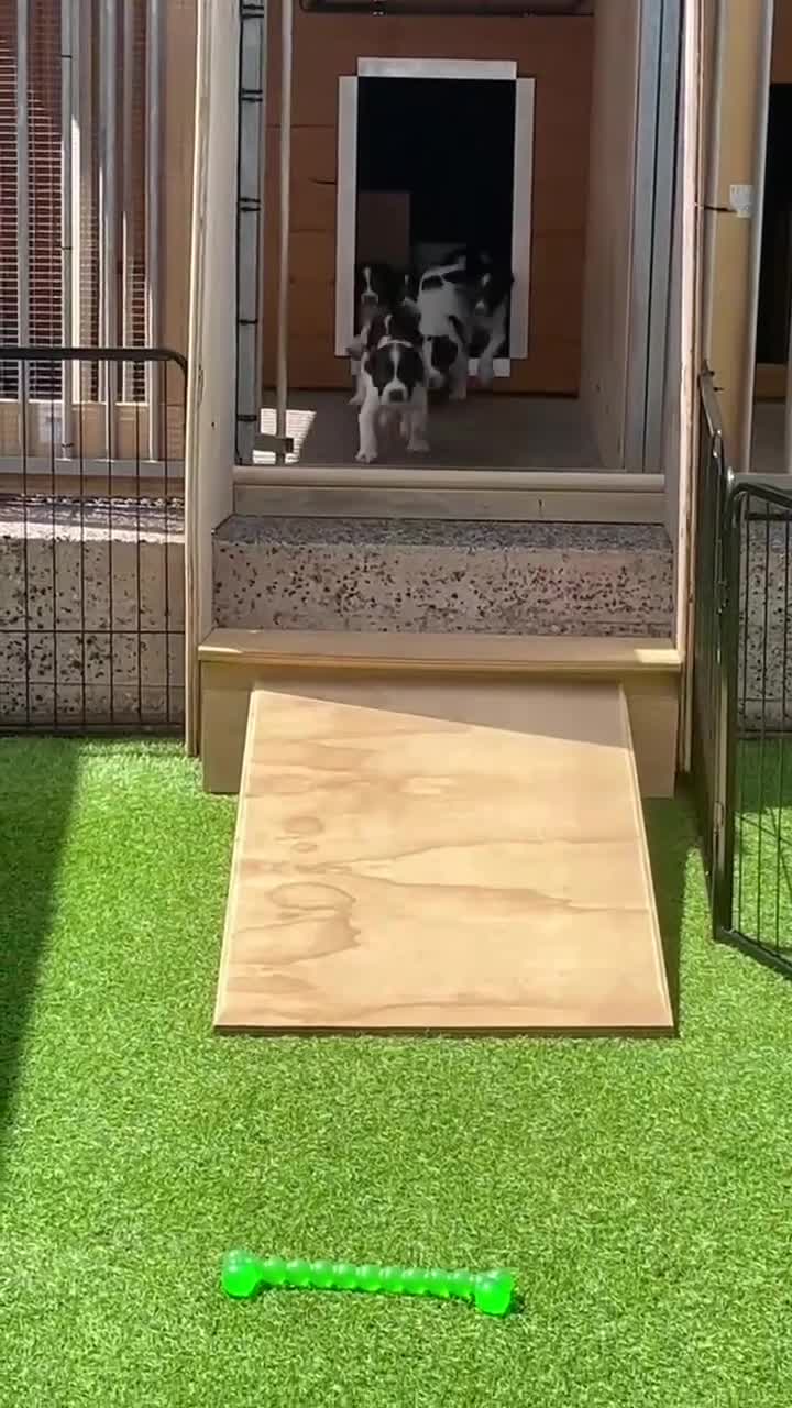 English Springer Spaniel dogs for sale: KC REg' English Springer Spaniel Pups for sale - Video 1