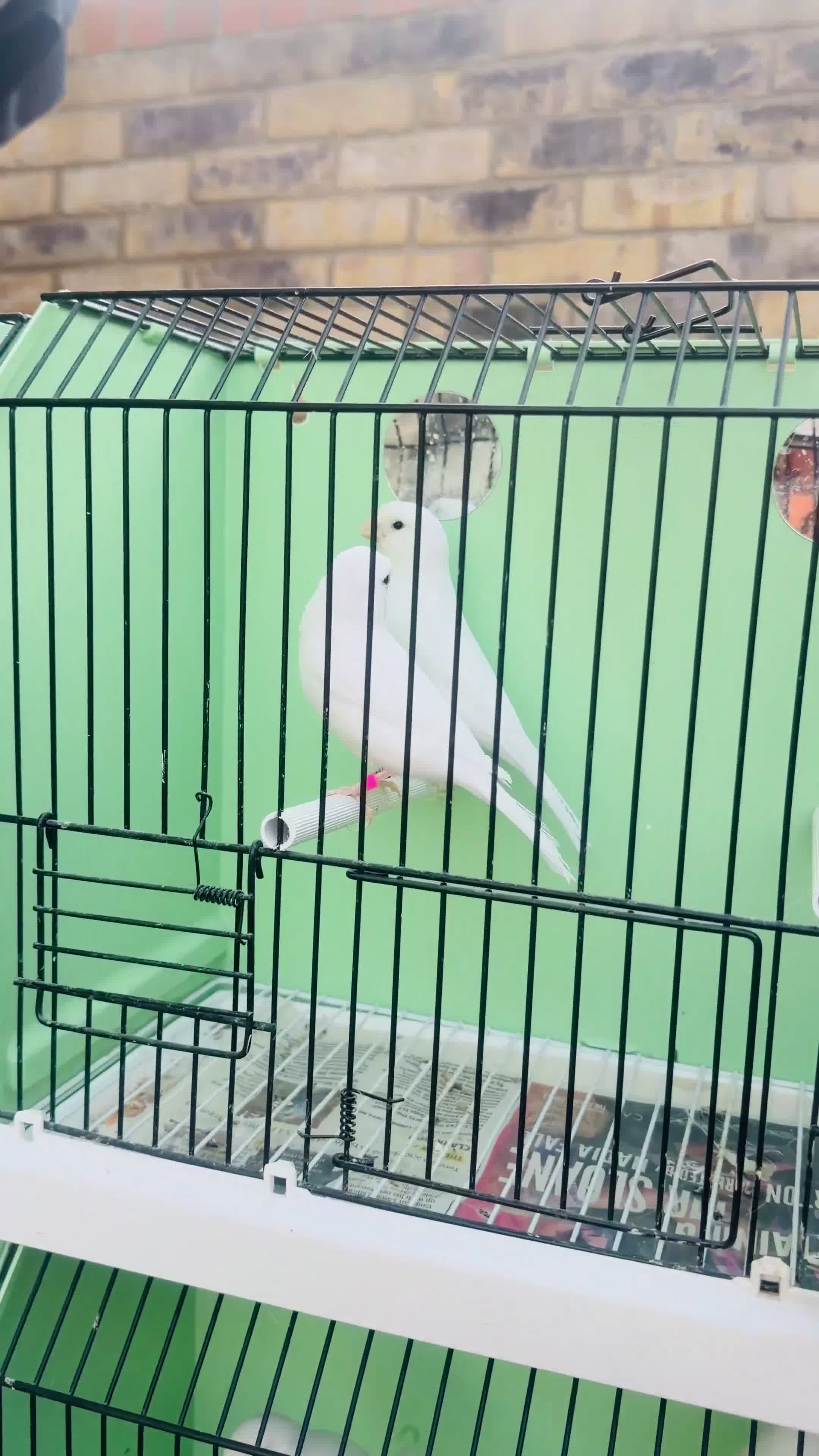 Canaries birds for sale: Canaries for sale  - Video 1