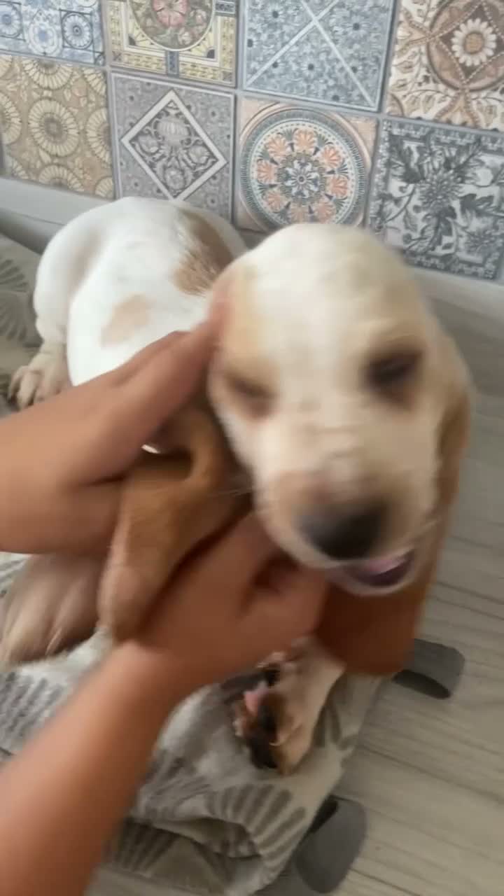 Basset Hound dogs for sale: Now Ready for New Forever Homes - Video 1