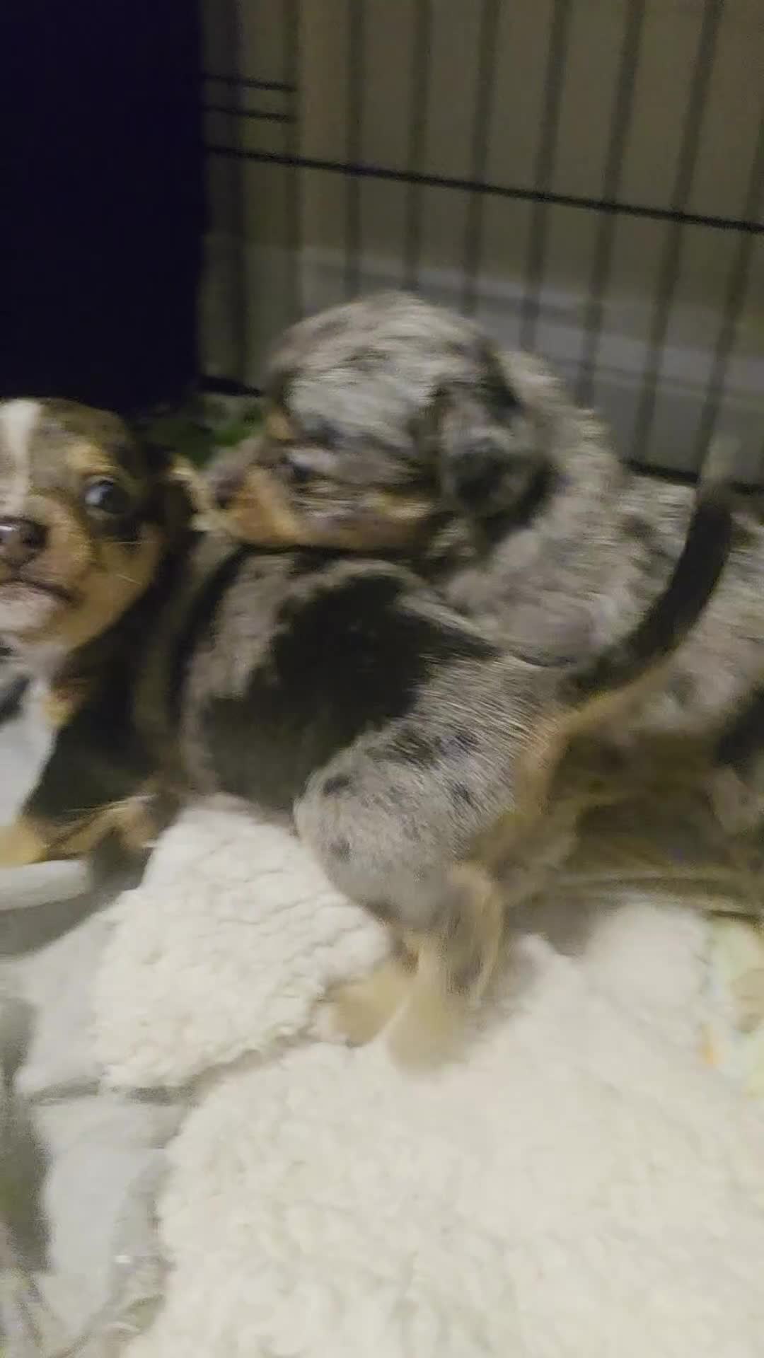 Chiweenie dogs for sale: Grey dapple chiweenie - Video 1